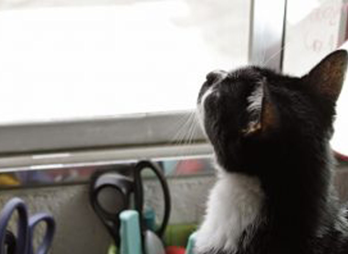 Um gato olha pela janela