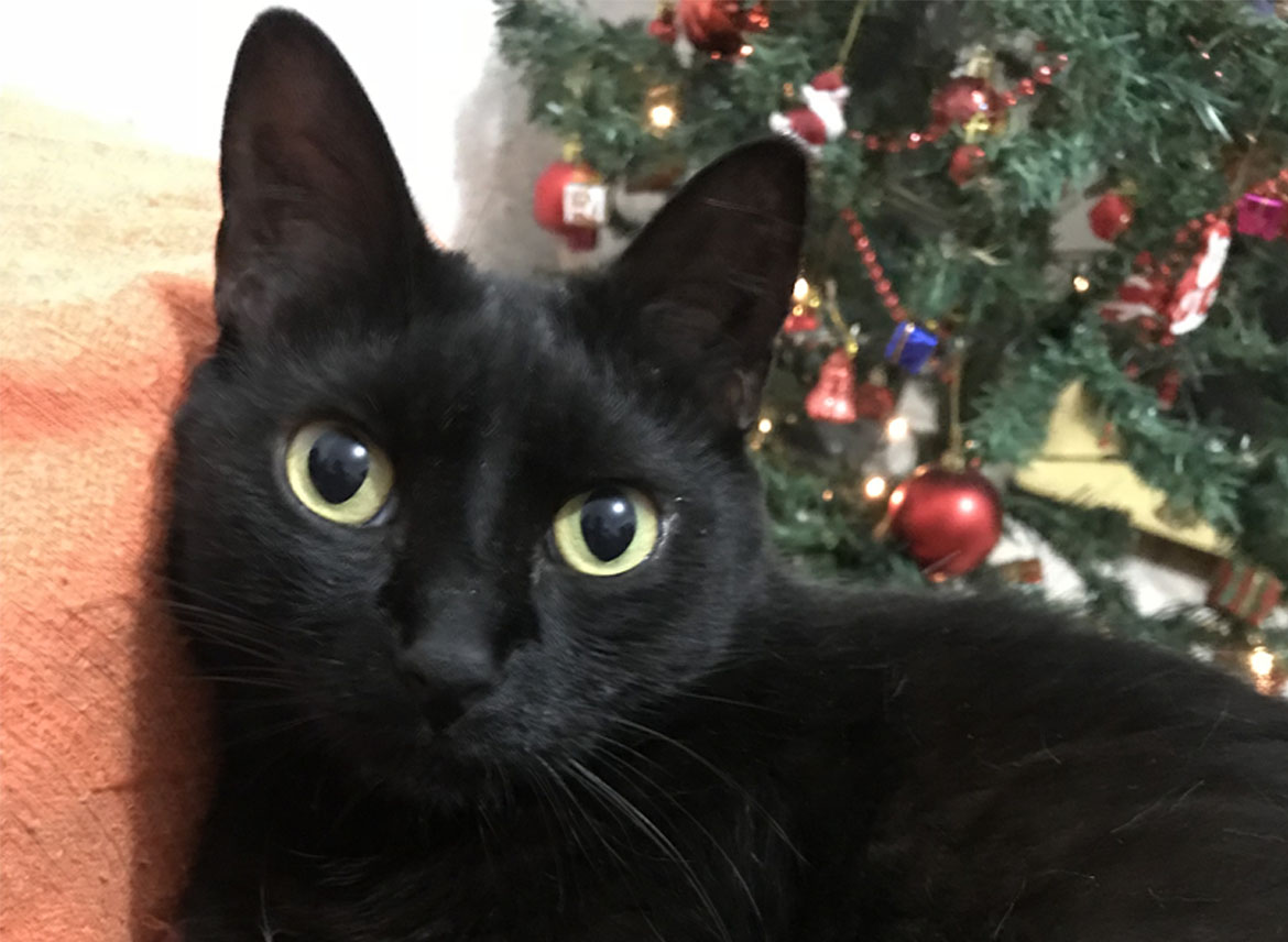 Foto de um gato preto simpático